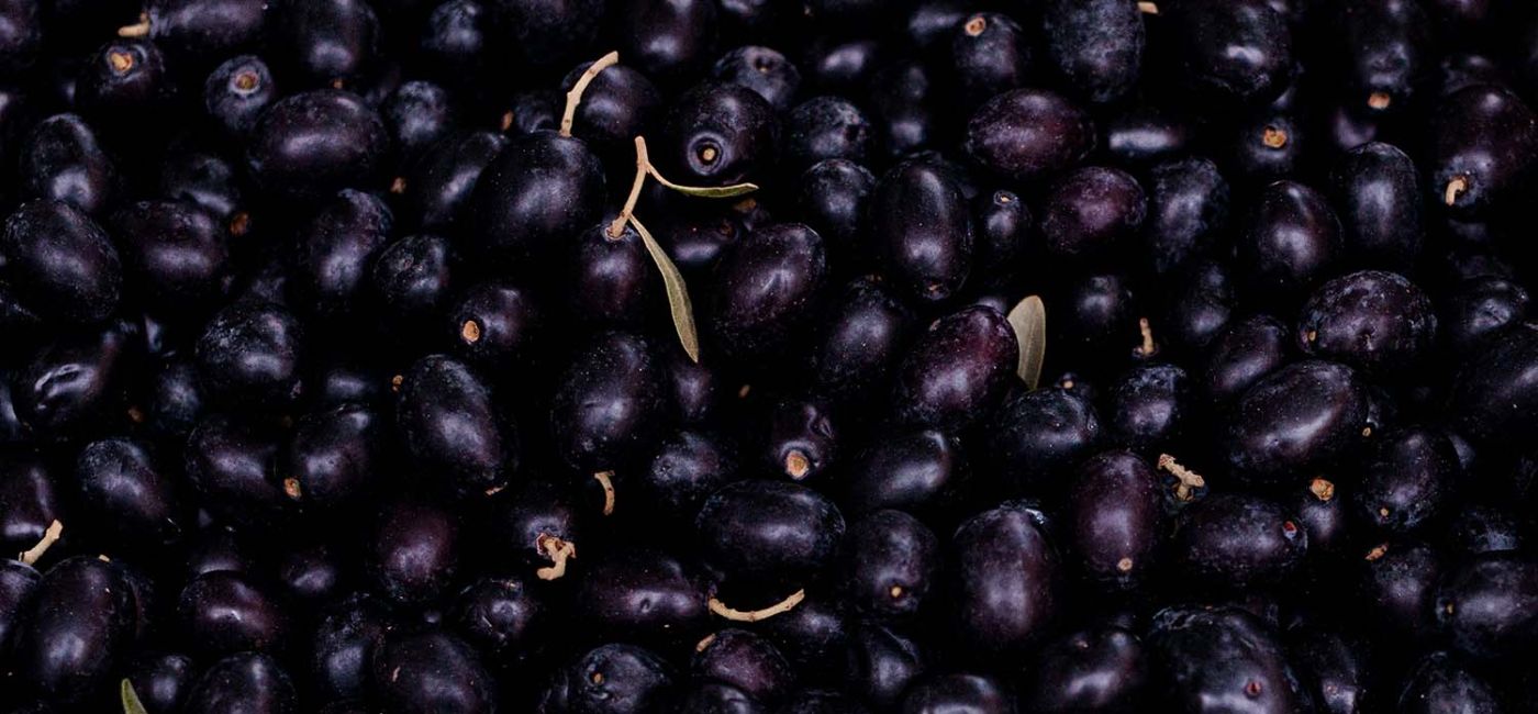 aronia_uprawa_laura-adai.jpg