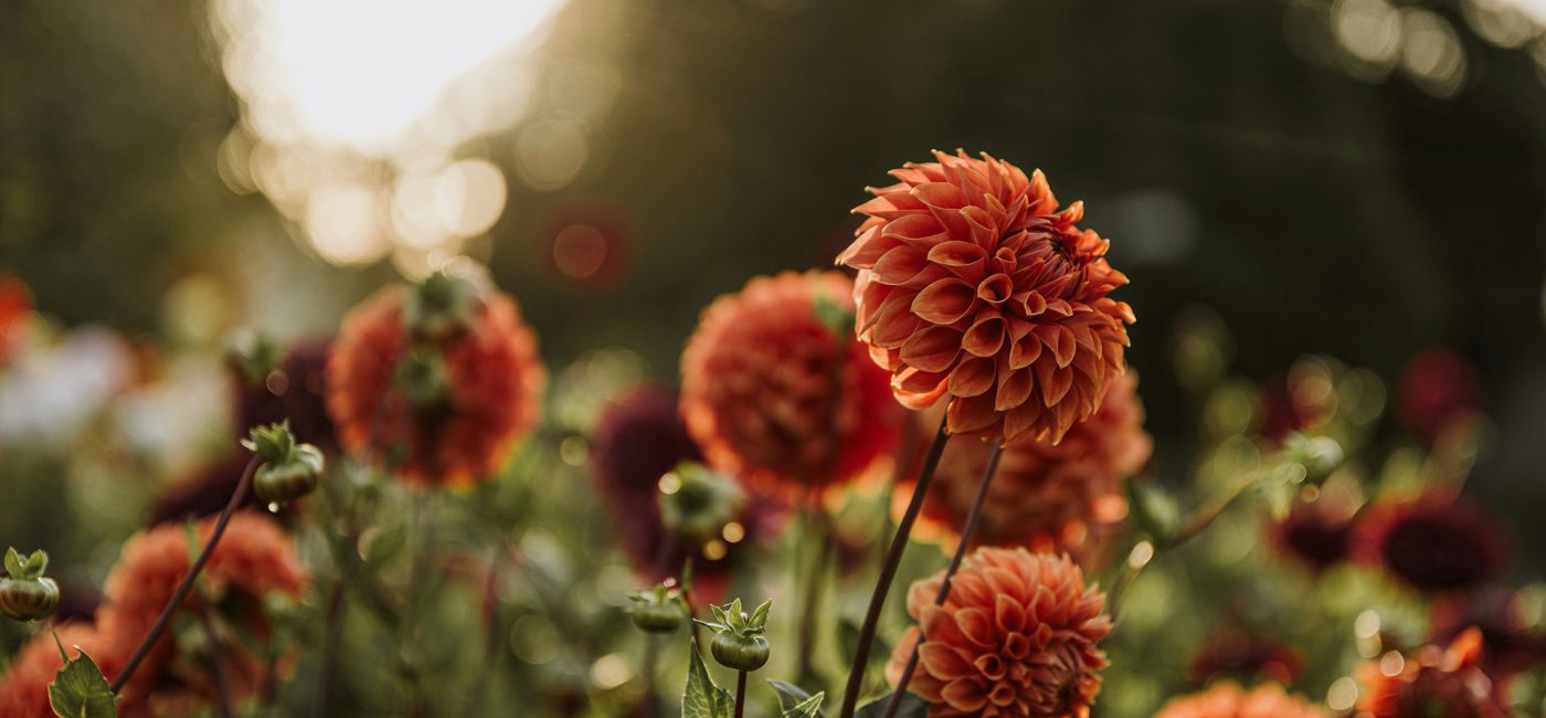 co_robic_jesienia_w_ogrodzie_anita-austvika-lvvgB1Wa-ms-unsplash.jpg