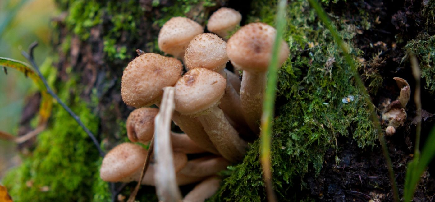 hodowla-grzybow-jadalnych-shiitake-otwarcie.jpg