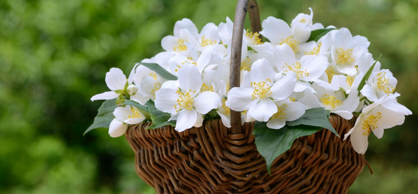 jasminowiec-kosz.jpg