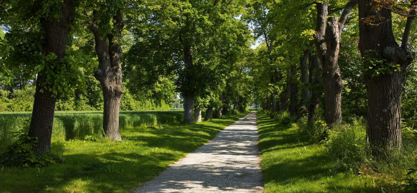 lipa-aleja-lipowa.jpg