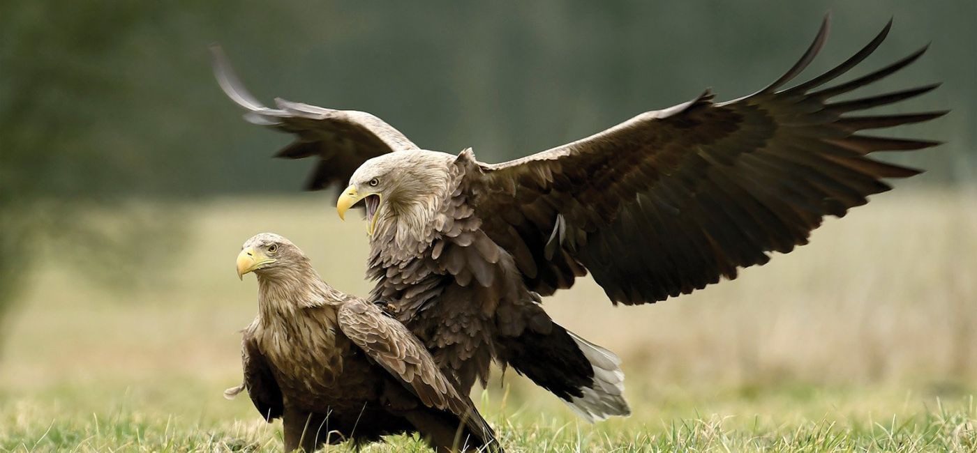 marzec-w-przyrodzie-orzel-bielik.jpg