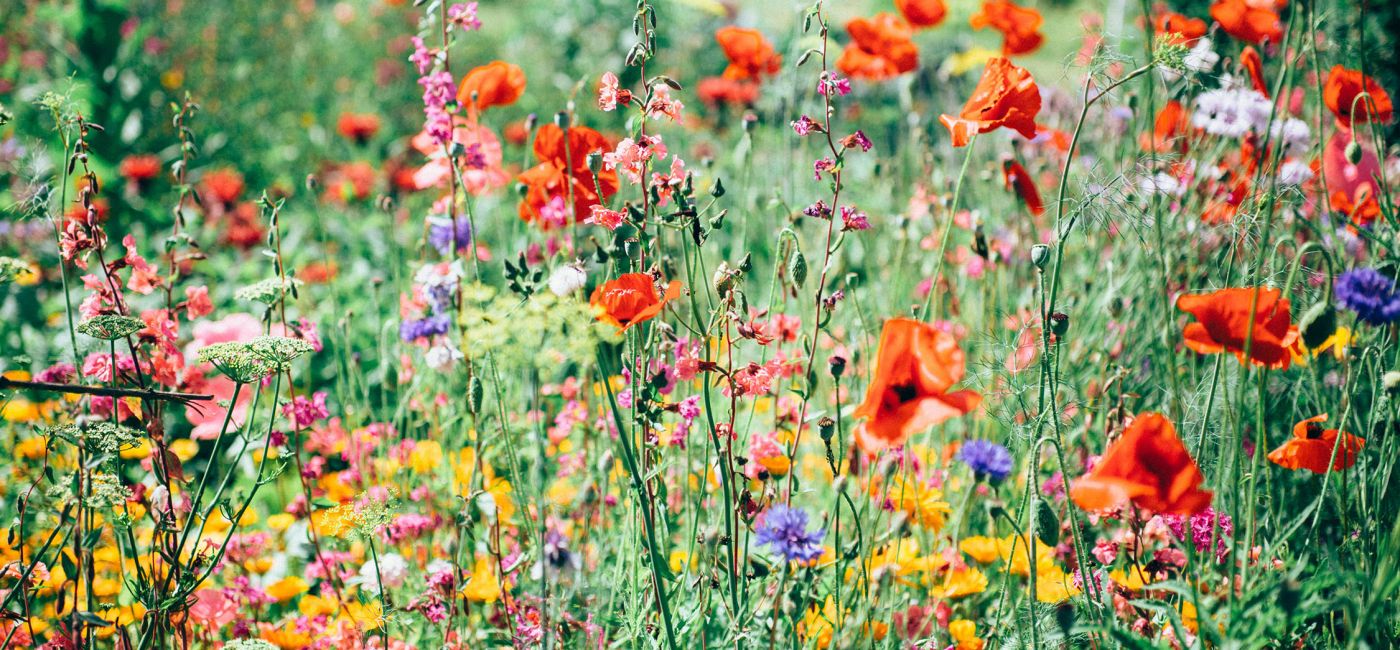 nature-uninterrupted-photography-v-3NQ3pmWkY-unsplash.jpg