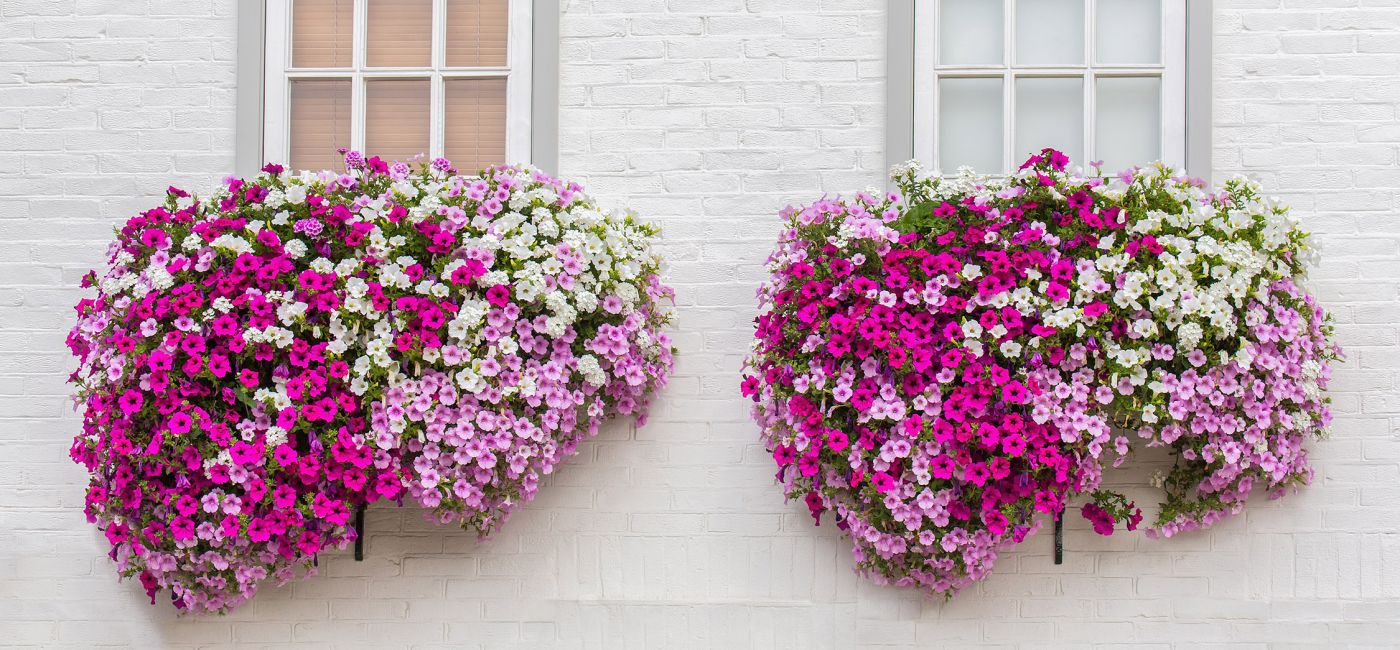 supertunia_vista_9_2.jpg