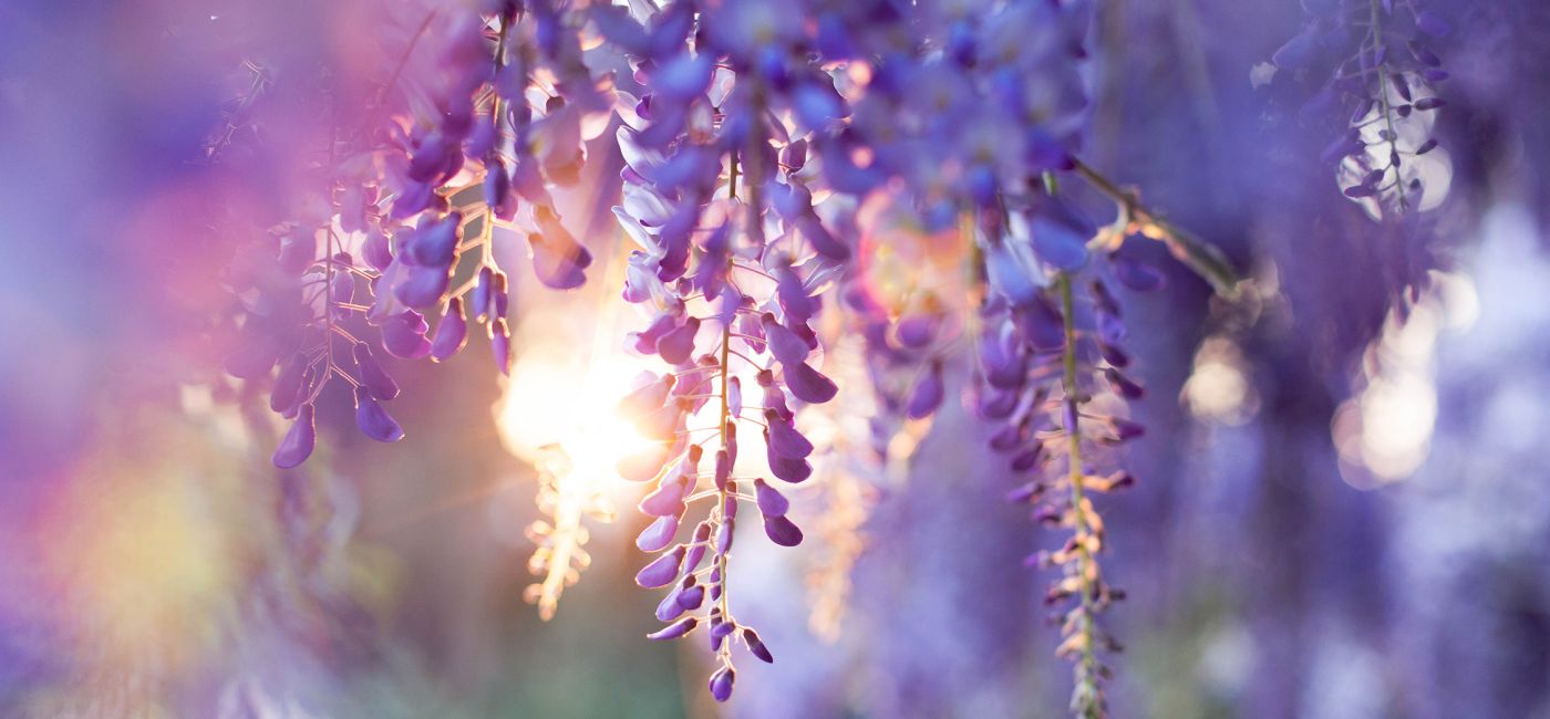 wisteria_glicynia_shutterstock_1641053518.jpg