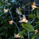 wiosenne dekoracje do ogrodu