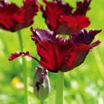 tulipany black parrot na rabaty