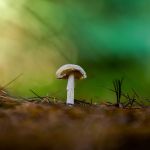 jak wygląda muchomor sromotnikowy