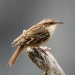 jak wygląda pełzacz ogrodowy