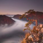 sokolica poranek we mgle