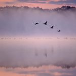 dolina baryczy we mgle