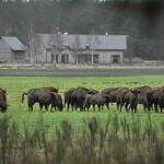 ekologiczny dom żubry