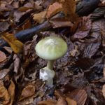 jak wygląda muchomor sromotnikowy