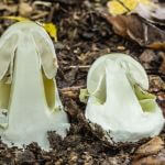 jak wygląda muchomor sromotnikowy