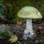 jak wygląda muchomor sromotnikowy