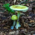 jak wygląda muchomor sromotnikowy