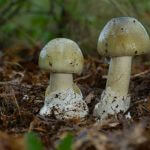 jak wygląda muchomor sromotnikowy