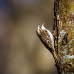 jak wygląda pełzacz ogrodowy