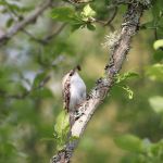 jak wygląda pełzacz ogrodowy