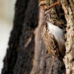 jak wygląda pełzacz ogrodowy