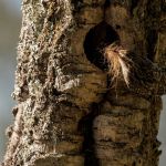 jak wygląda pełzacz ogrodowy