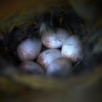 jak wygląda pełzacz ogrodowy