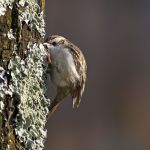 jak wygląda pełzacz ogrodowy