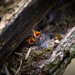 jak wygląda pełzacz ogrodowy