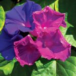 Wilec purpurowy