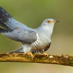 kukułka, jak wygląda kukułka, wygląd kukułki, zdjęcie kukułki