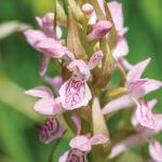 orchidea odmiany
