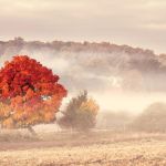 jesienne mgły o poranku