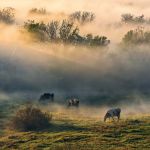 krowy na pastwisku we mgle