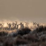 stado jeleni we mgle