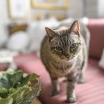 stary drewniany dom w stylu rustykalnym