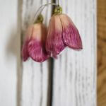 stary drewniany dom w stylu rustykalnym