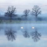 łabędzie na jeziorze we mgle