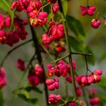 euonymus