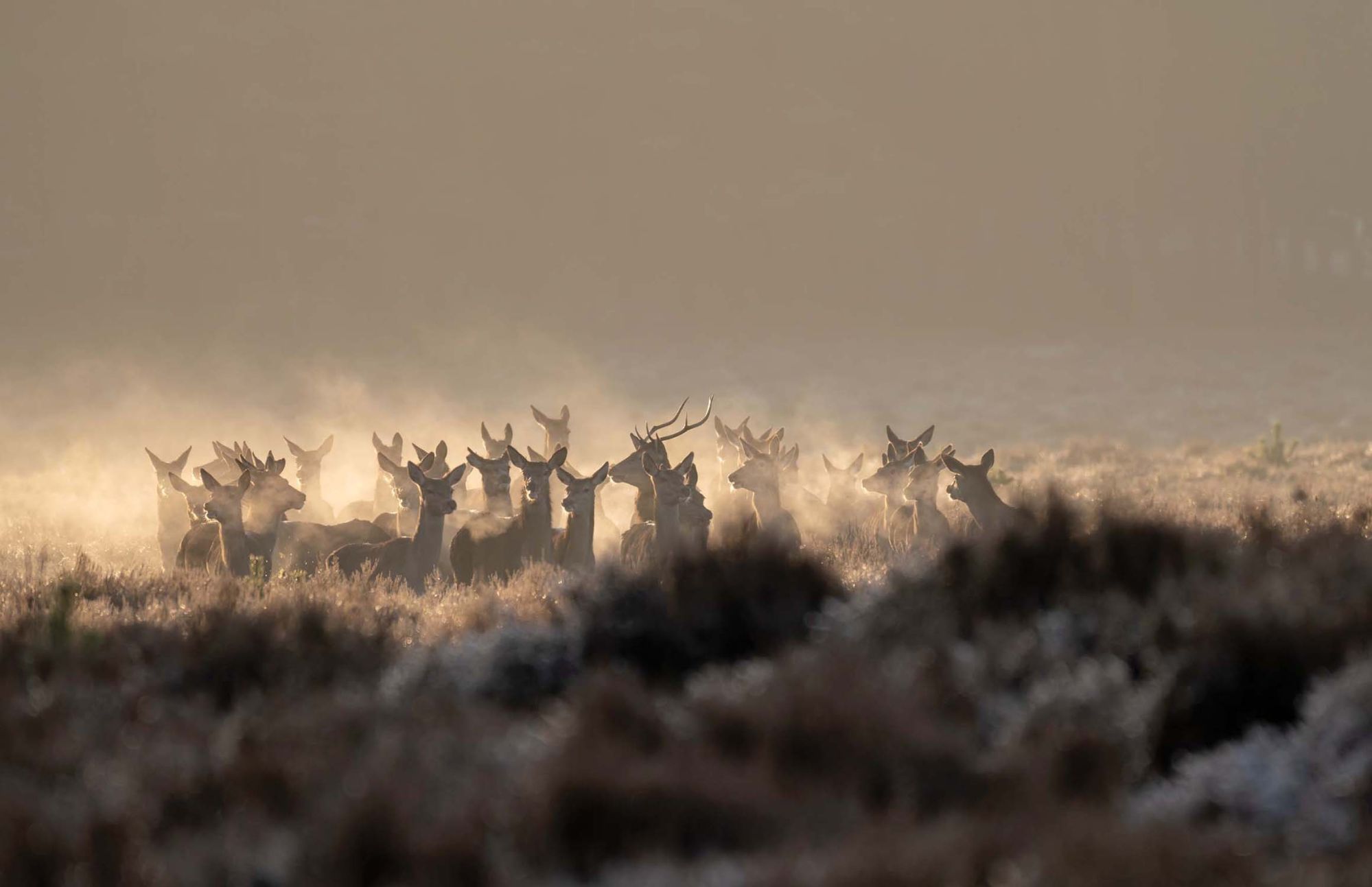 stado jeleni o poranku