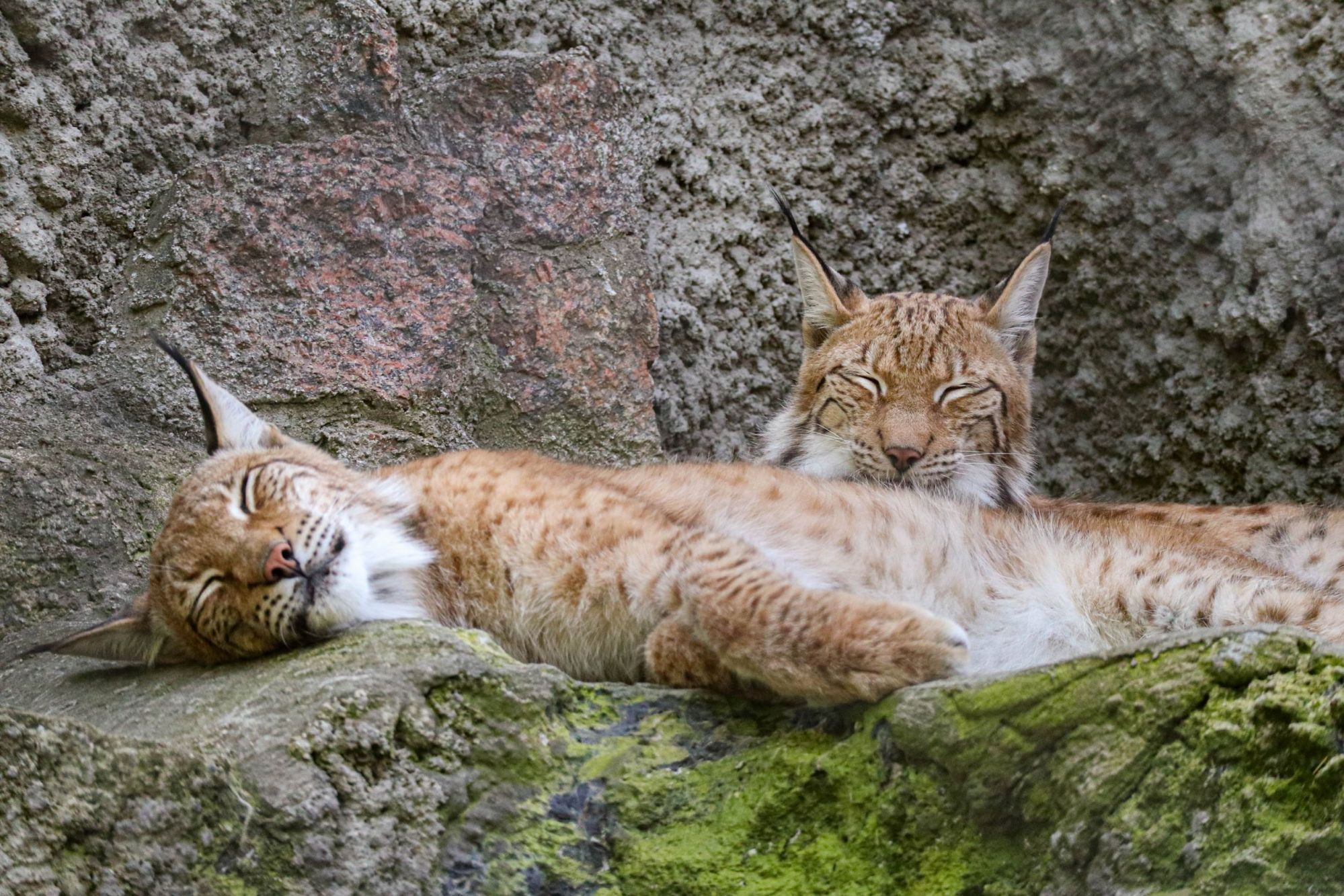 W odtwarzaniu populacji tego największego z europejskich kotów wykorzystywane są także osobniki pochodzące z ogrodów zoologicznych.