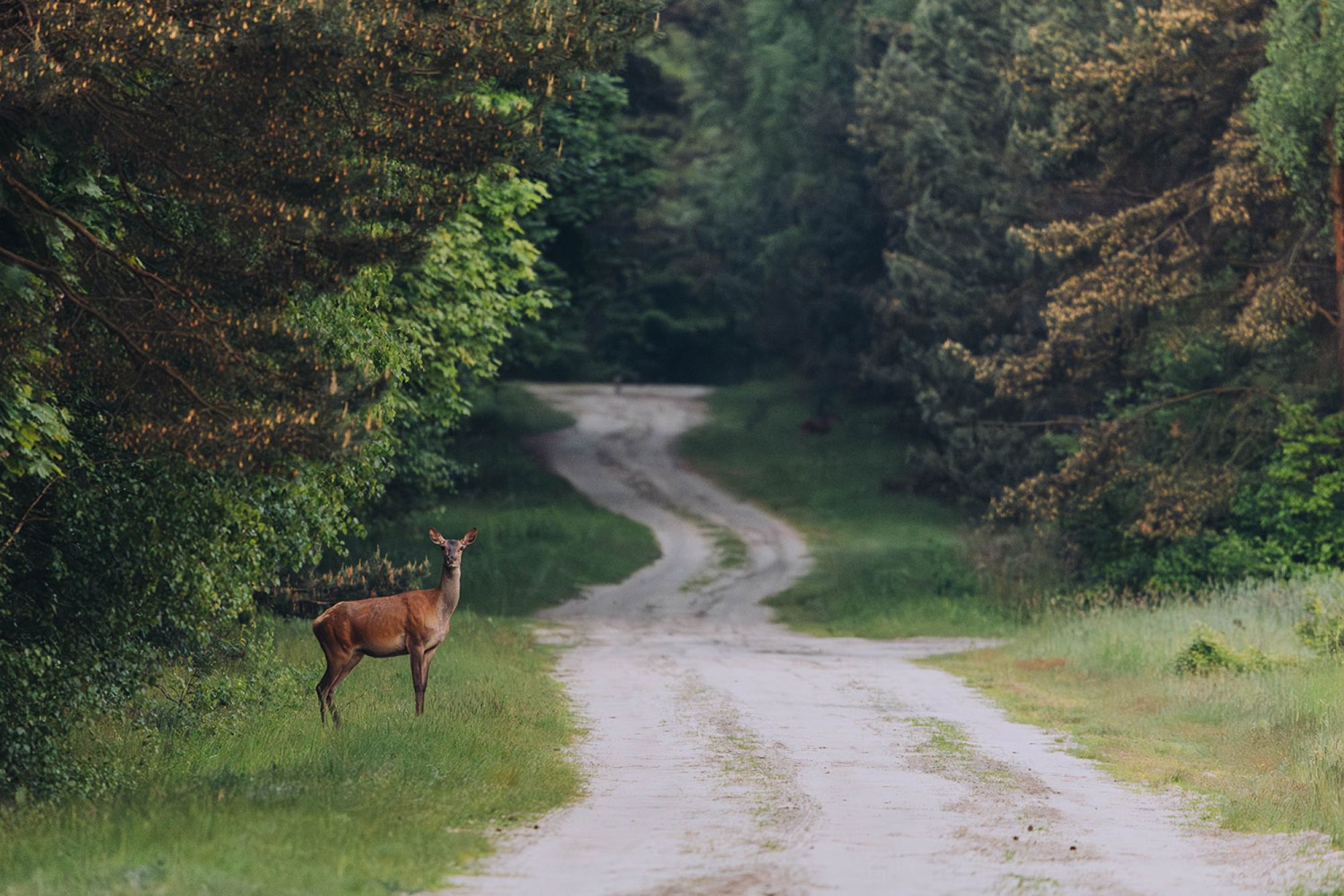 czy polowanie jest legalne