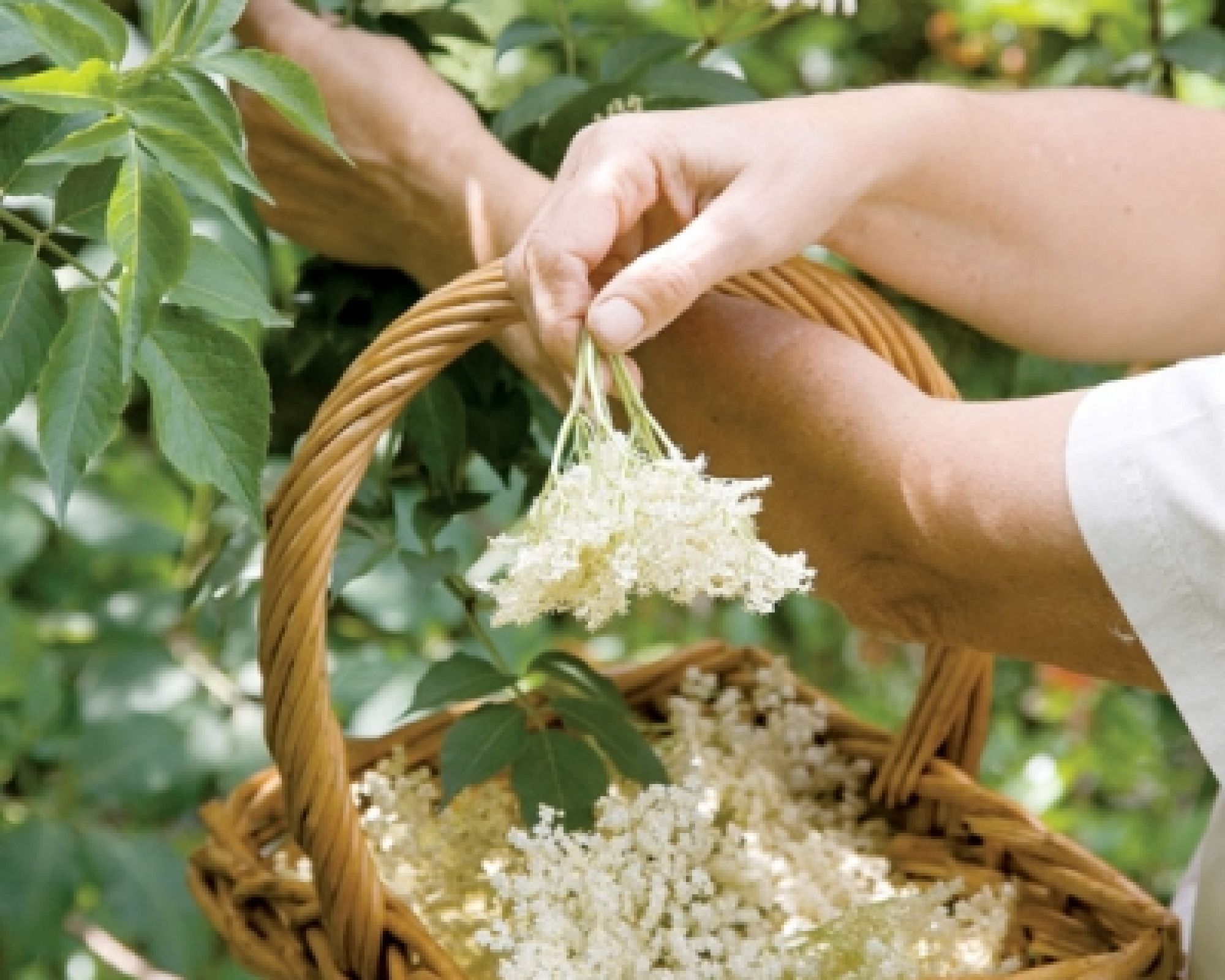 Czym przegnać przeziębienie 