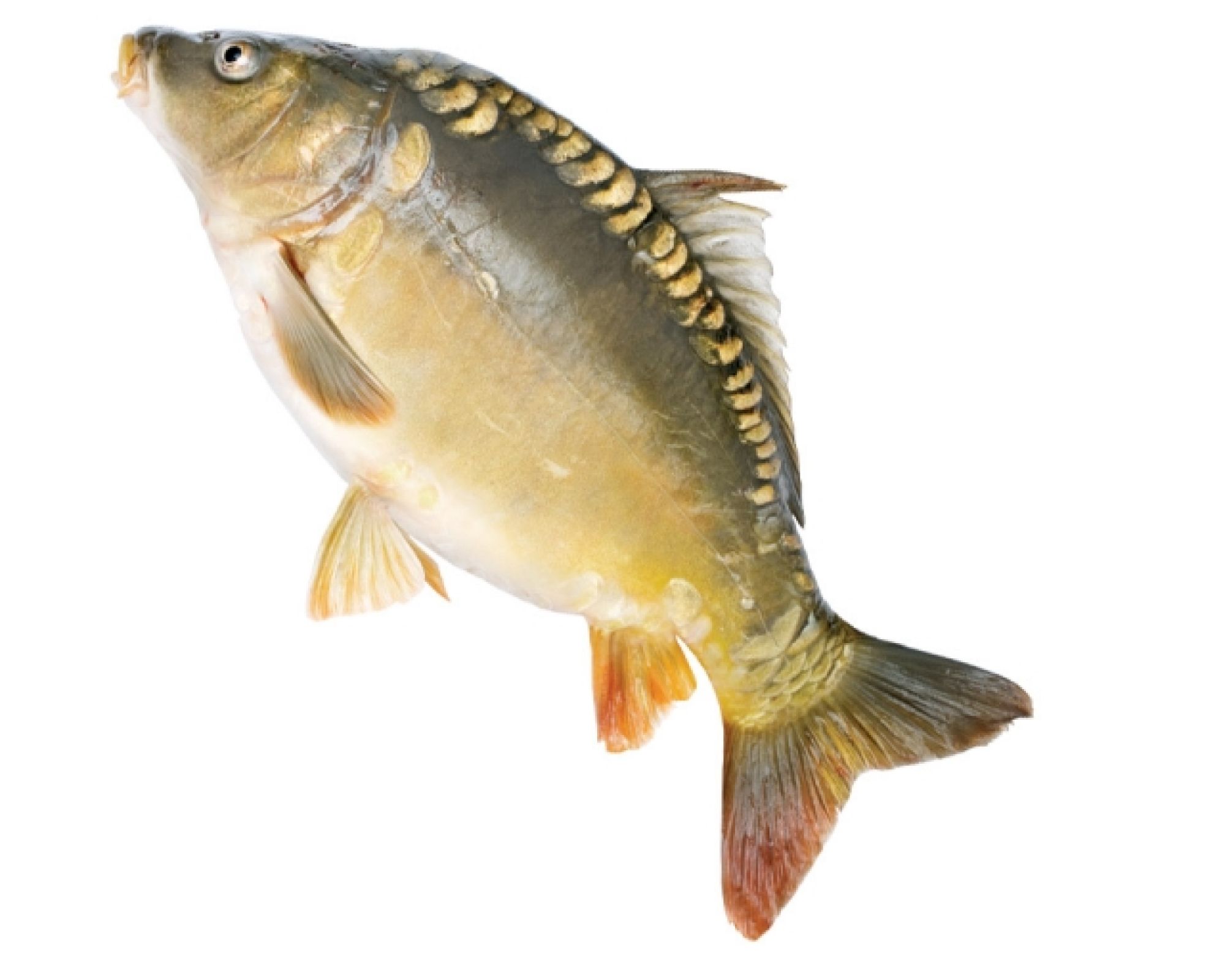 Co czuje karp