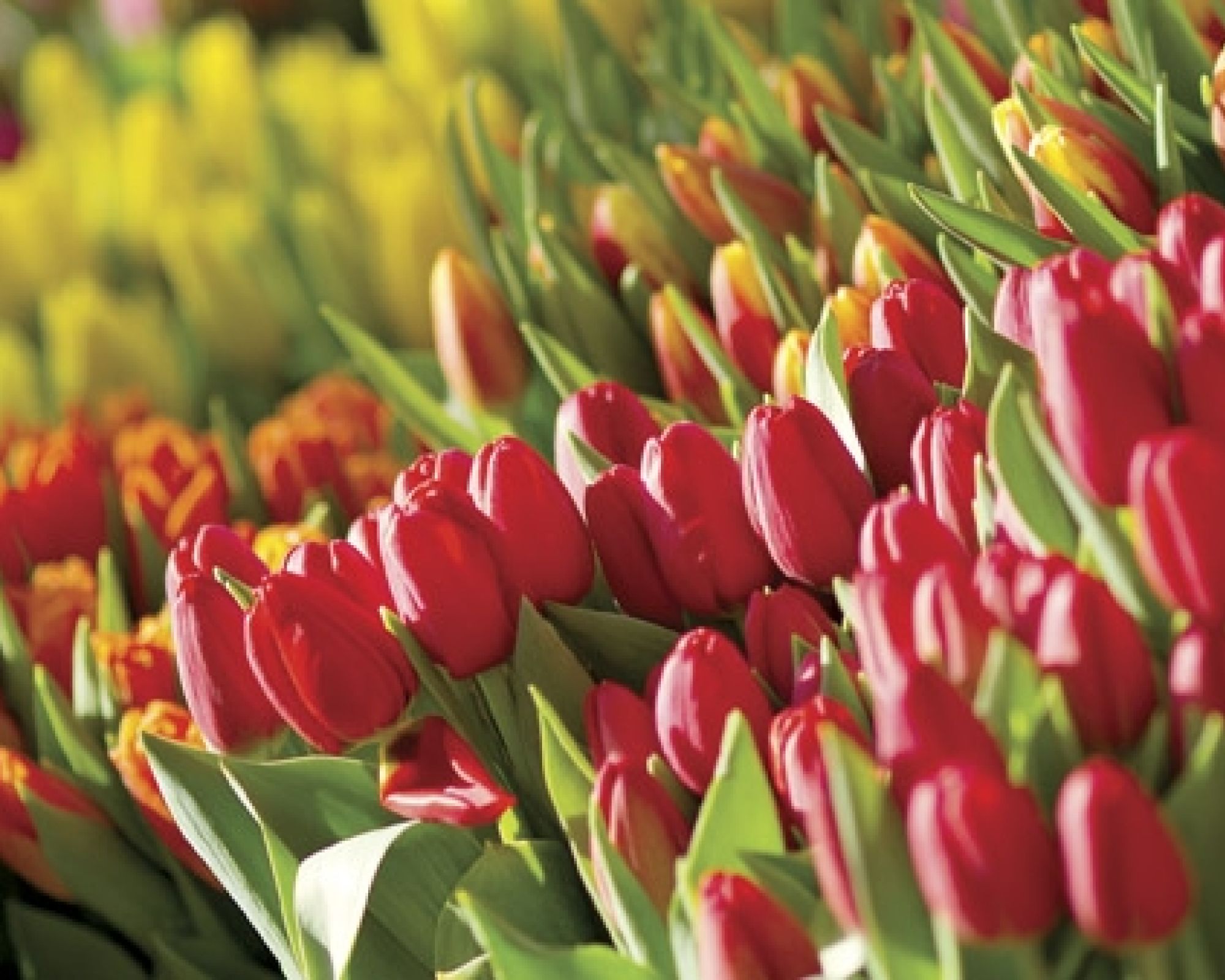 Tulipanowe dywany