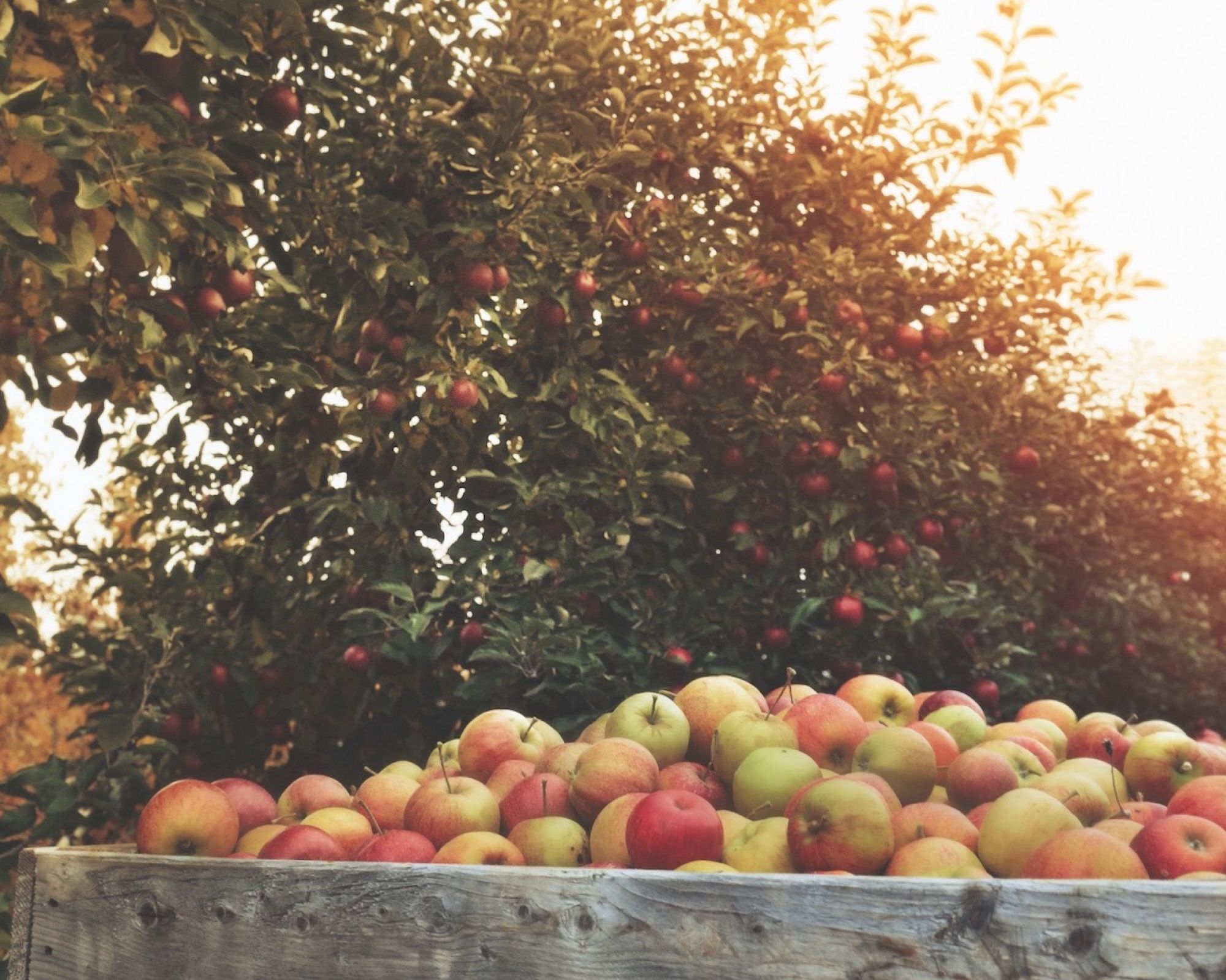 Stare odmiany drzew owocowych najlepiej sadzić jesienią. Dlaczego?