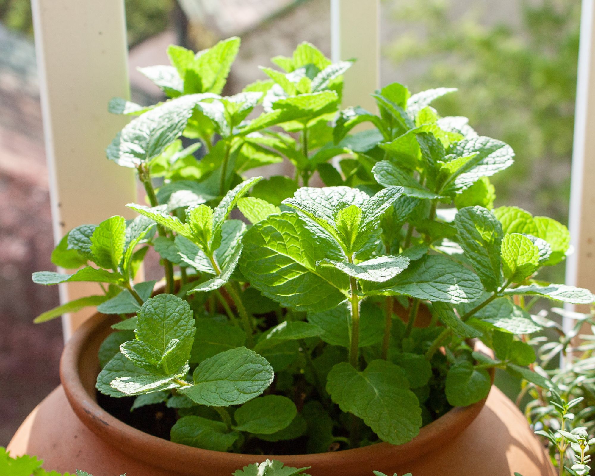 Mięta: pyszny sposób na orzeźwienie. Poznaj właściwości, odmiany i zastosowanie mięty