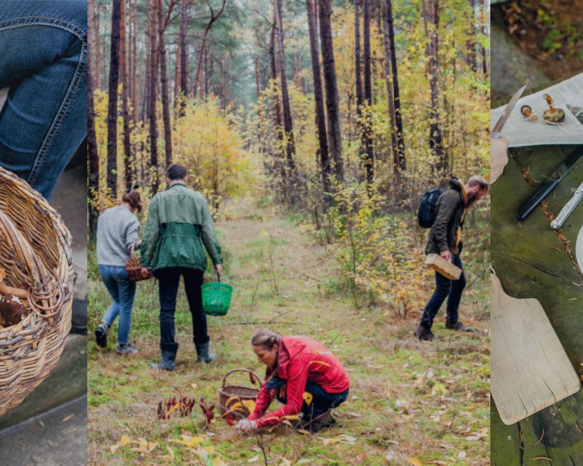 Idziemy na grzyby – jak się przygotować na udane grzybobranie?