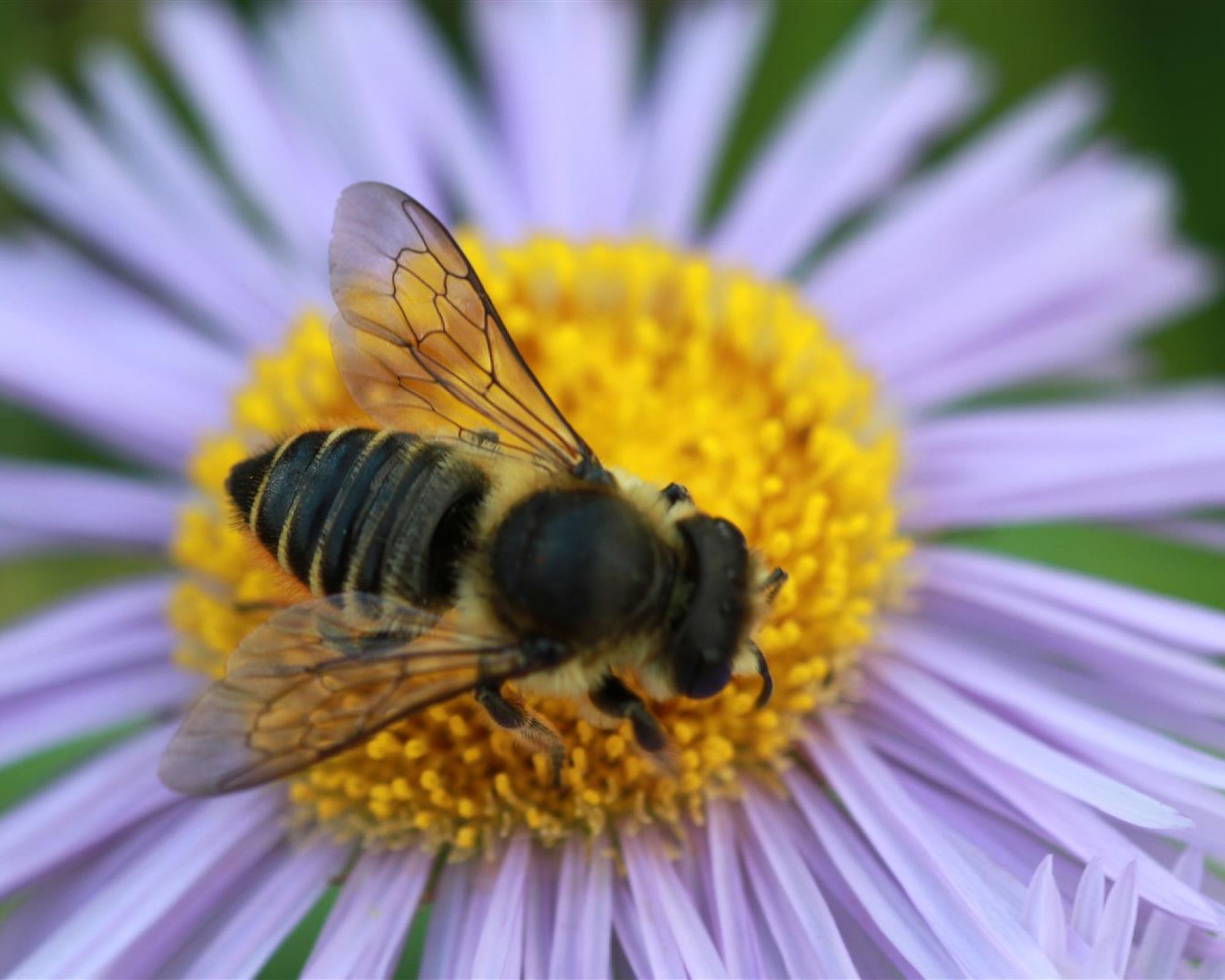 W całej Polsce rozpoczął się Wielki Spis Zapylaczy!