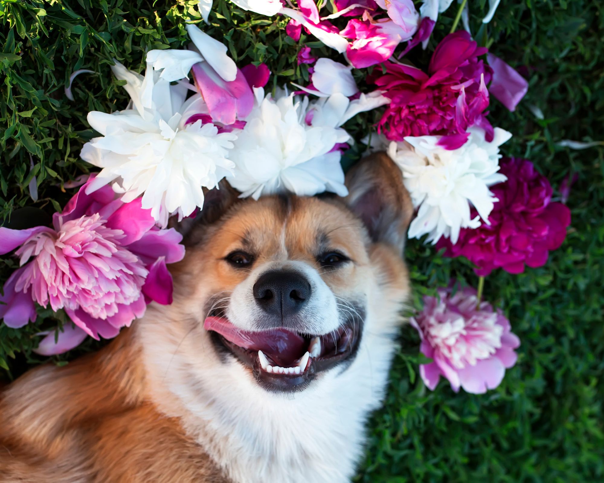 Ile zębów ma pies, a ile kot, czy im też wypadają zęby mleczne? Jak ocenić ich wiek po uzębieniu?