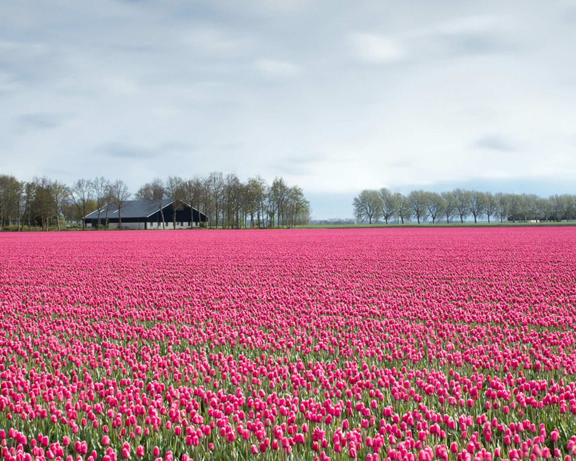 Myśląc o wiośnie sadźmy cebulki tulipanów, krokusów i innych kwiatów teraz